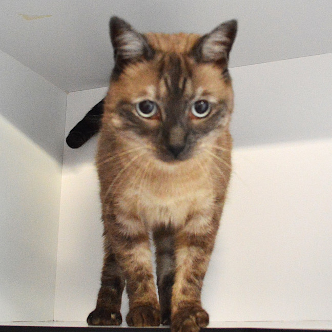 Photo of Buddy