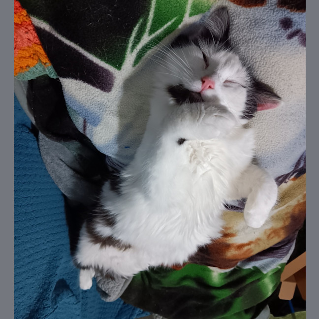 Photo of Bottlebrush
