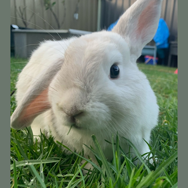 Photo of Leonardo Derabbito