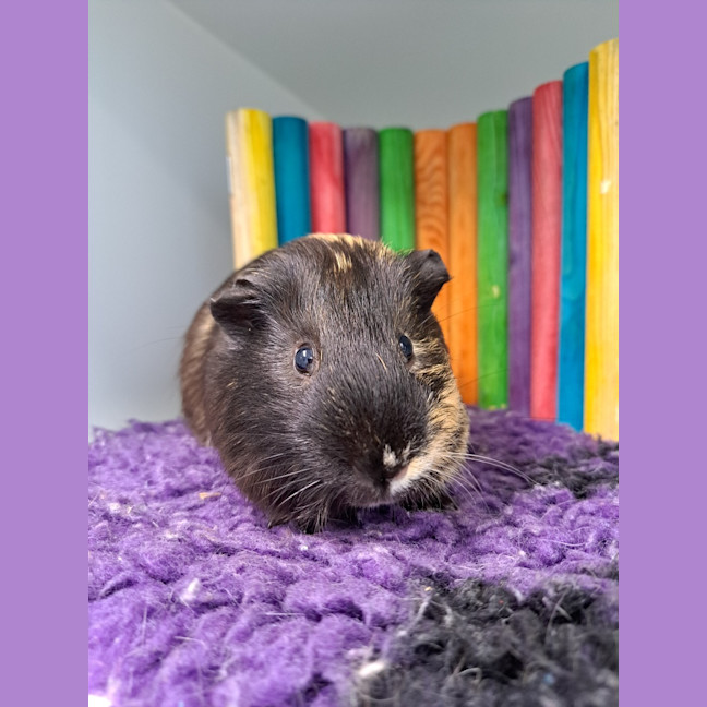 Photo of Cucumber 