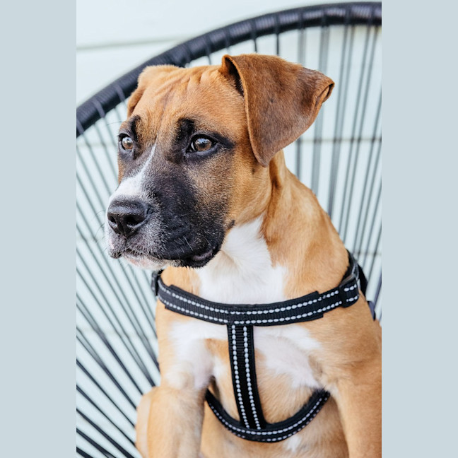 Photo of Baxter