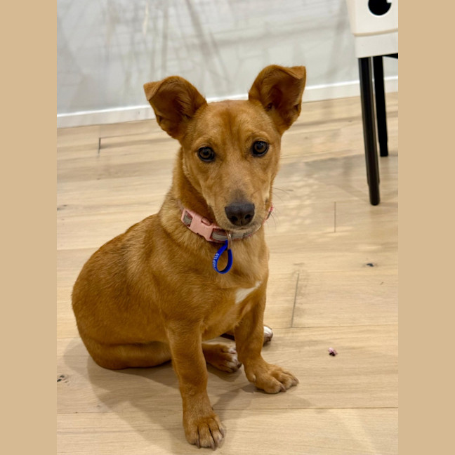 Photo of Honey   9 Month Old Kelpie X Jack Russell 
