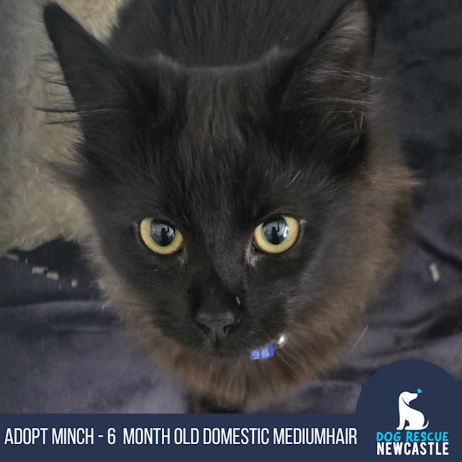 Photo of Minch   6 Month Old Domestic Mediumhair