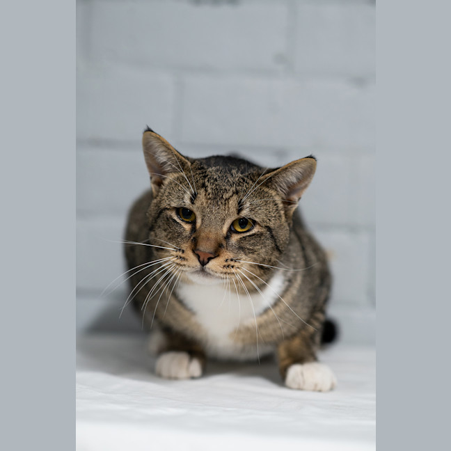 Photo of Bart
