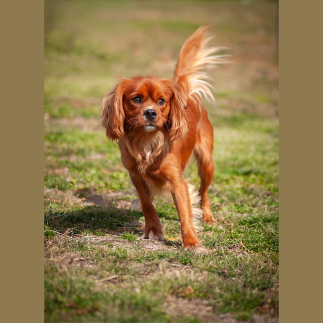Photo of Rusty