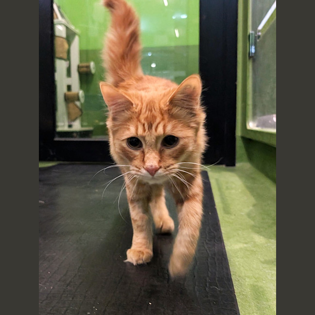 Photo of Garfield