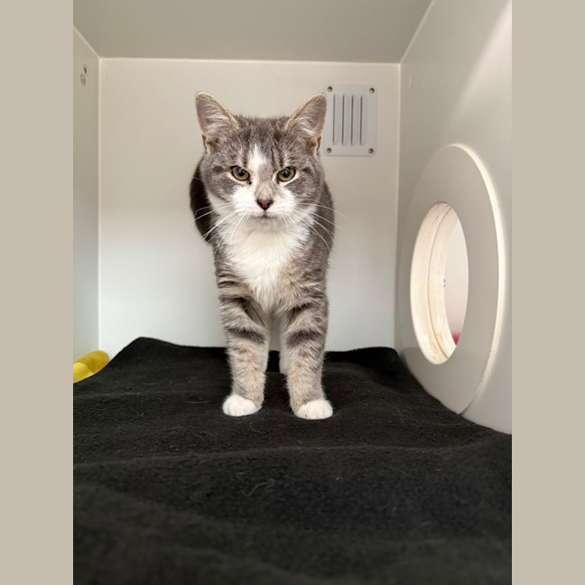 Photo of Tuppence