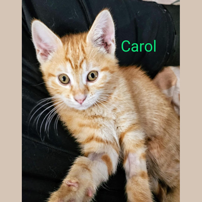 Photo of Carol Meet Me@Petstock Keysborough Store 