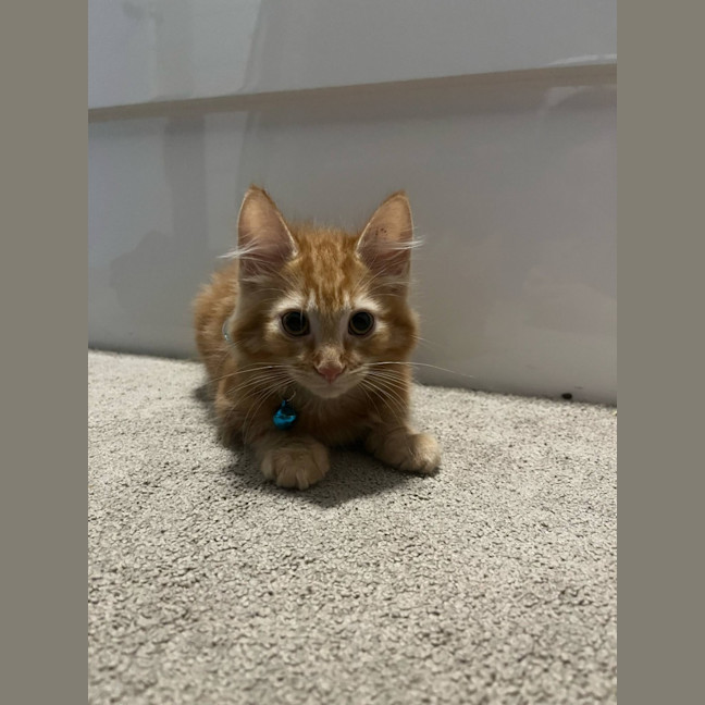 Photo of Mufasa   Located In Pakenham