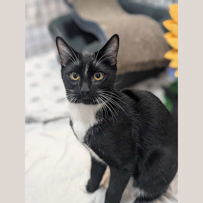 Photo of Daffy