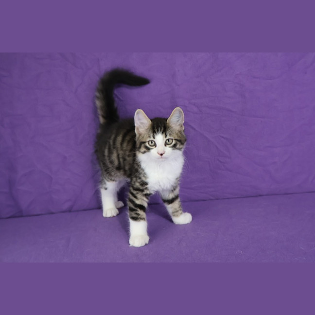 Photo of Kip