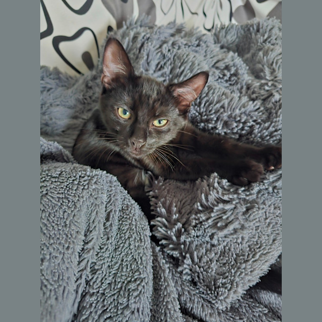 Photo of Claus (With Tinsel)