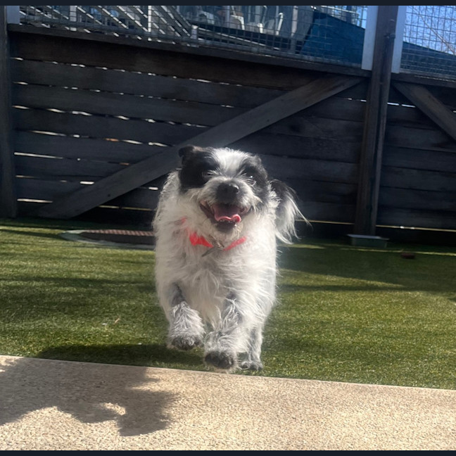 Photo of Roxie