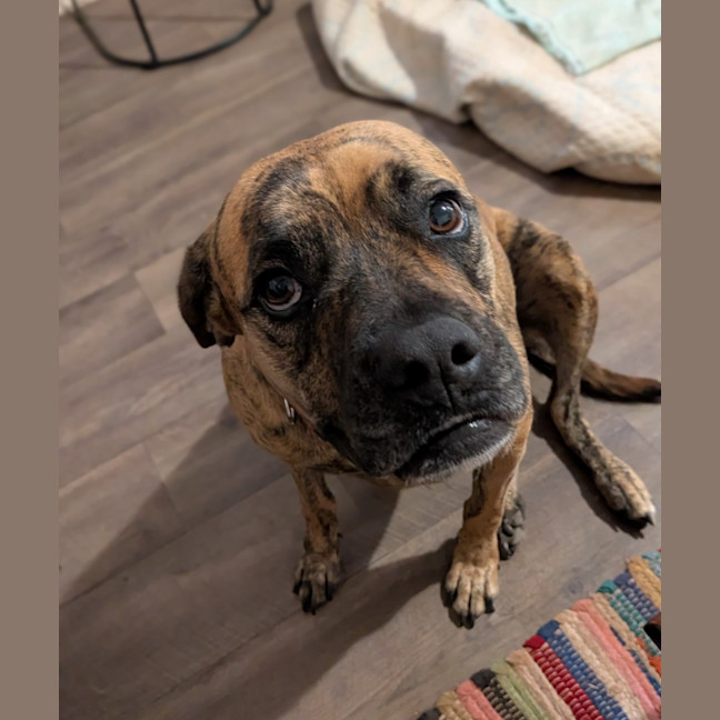 Photo of Rosette (Daisy)