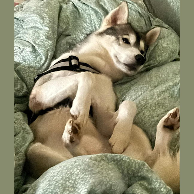 Photo of Fenrir