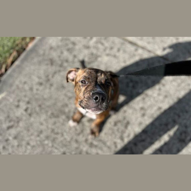 Photo of Pudge