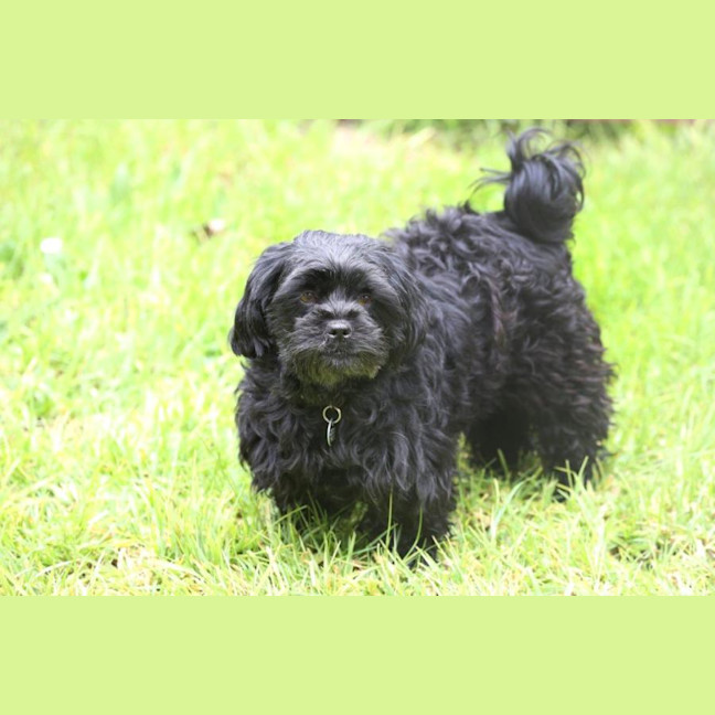 Photo of Dixie And Peppa Tamblyn