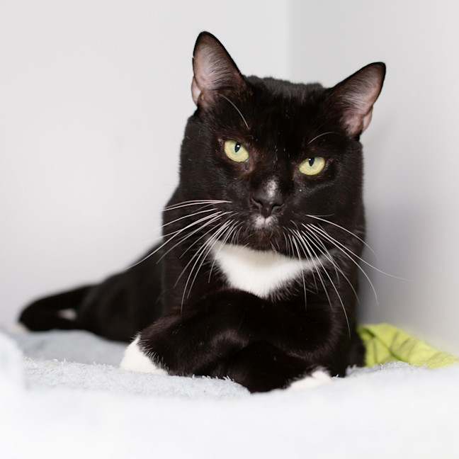 Photo of Pepper