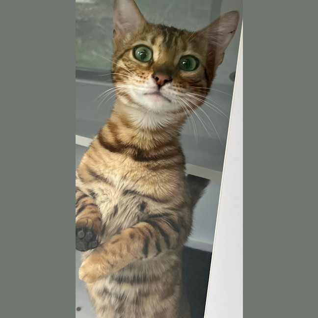 Photo of Purrincess Leia