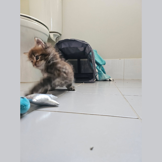 Photo of Rosa (Maisy)