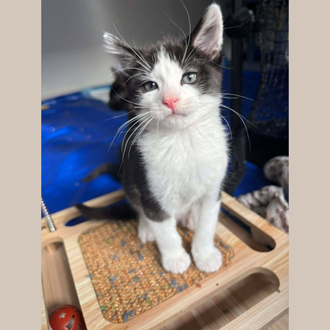 Photo of Mango Passion