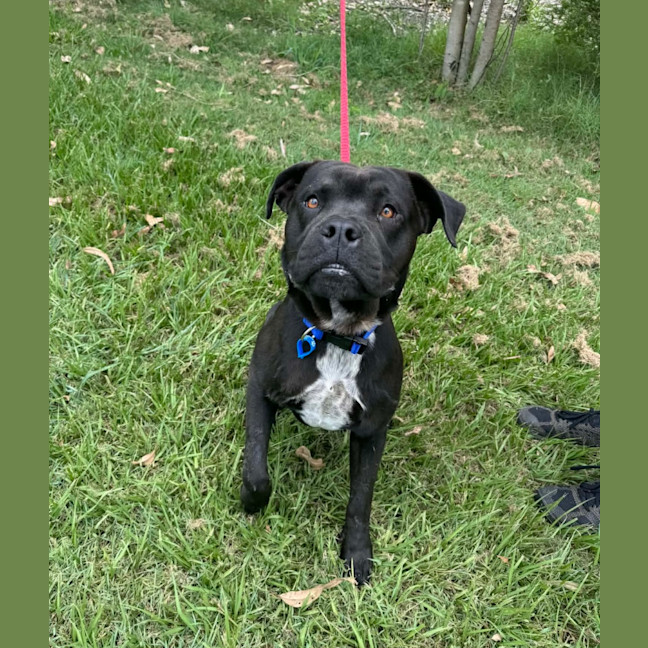 Photo of Major *$350 Adoption Fee*