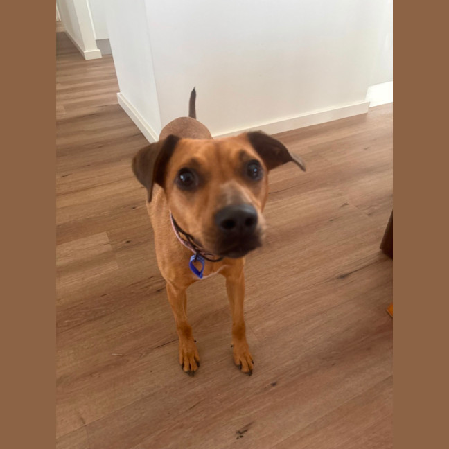 Photo of Gracie   2 Year Old Mixed Breed