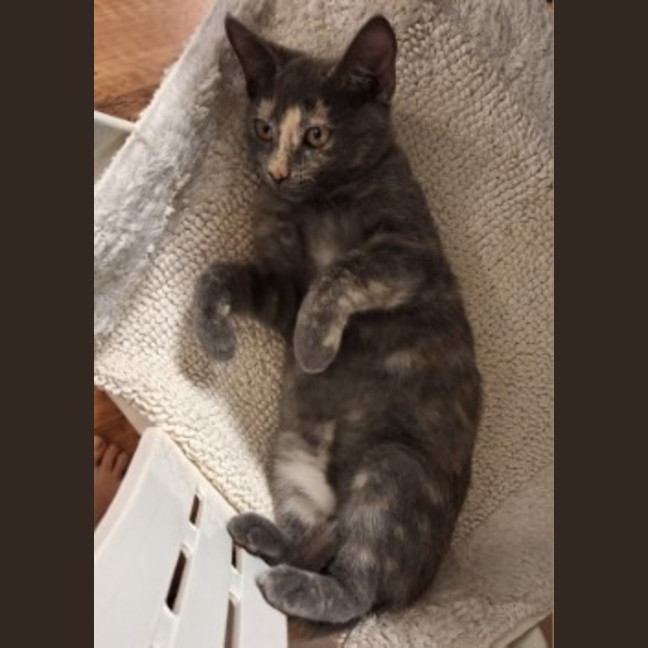 Photo of Cashew