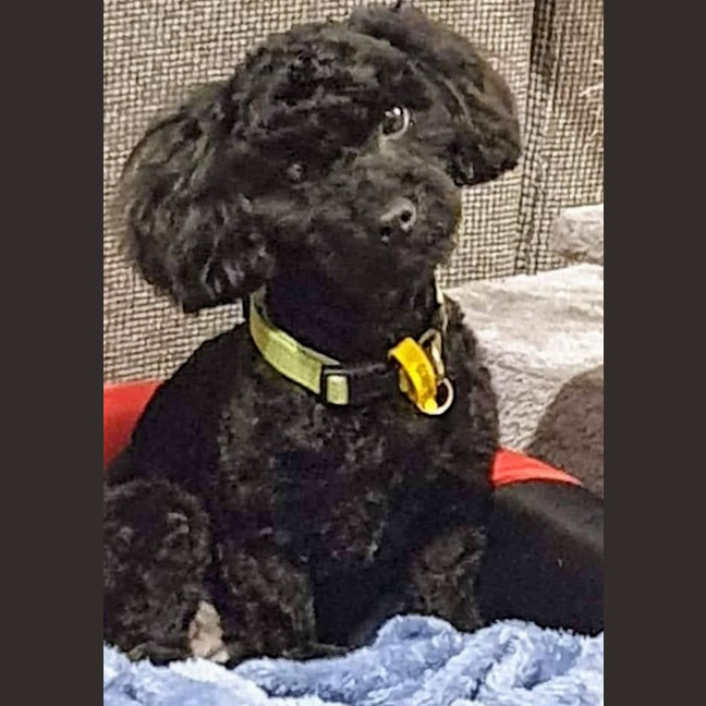 Photo of Gertie