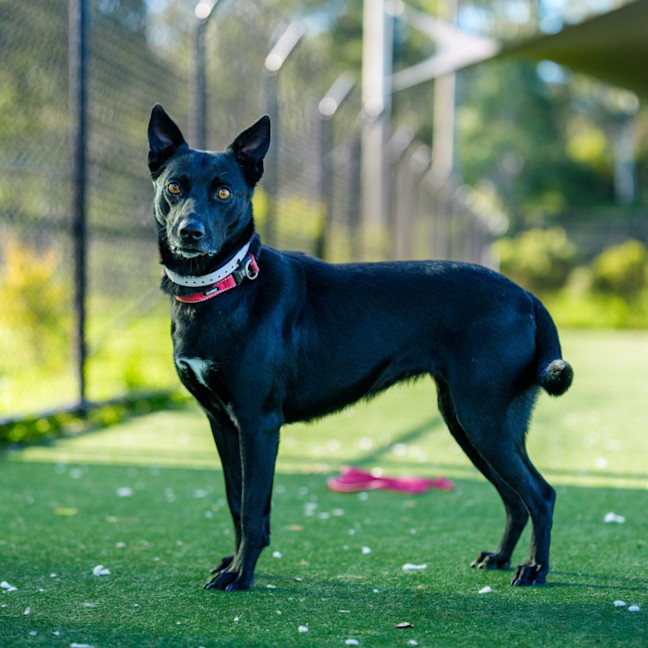 Photo of Evie Imp 1162