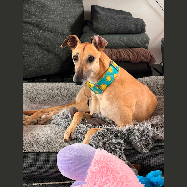 Photo of Sandy, The Greyhound