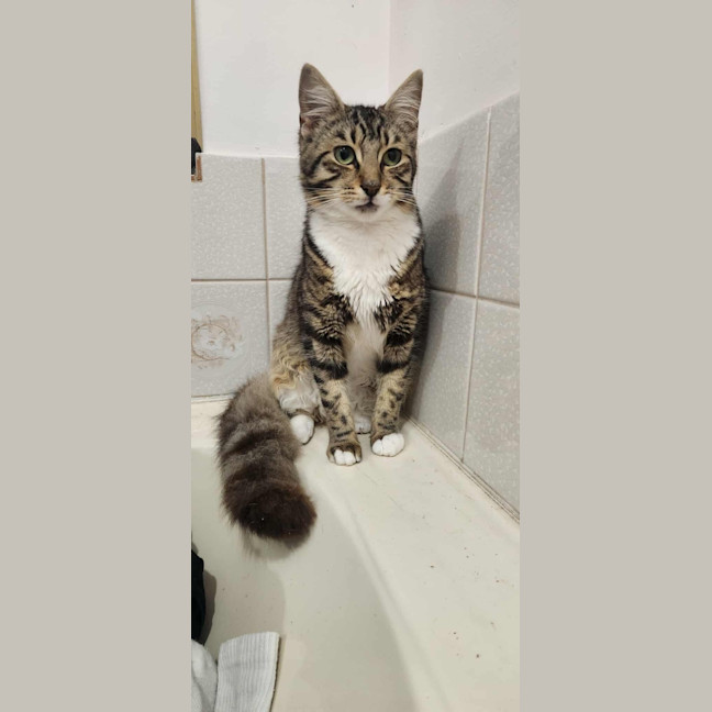 Photo of Biscuit