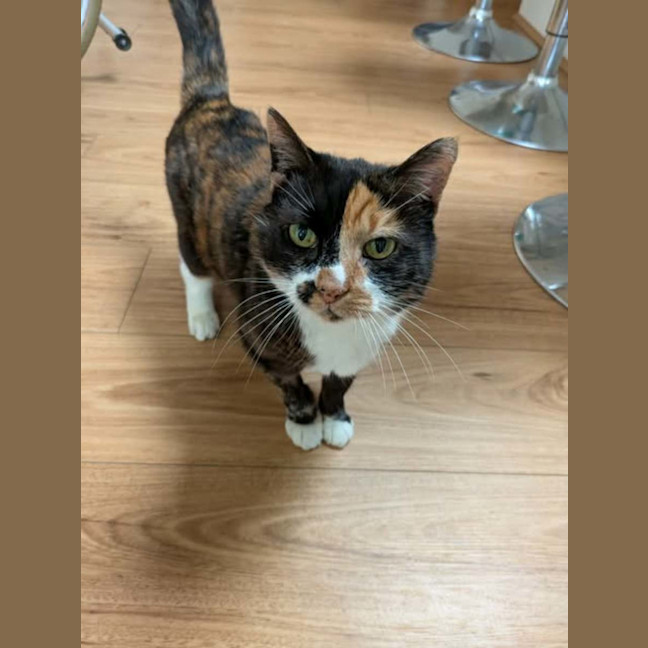 Photo of Dixie