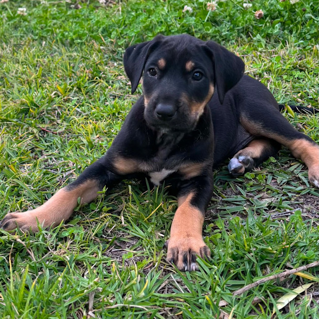 Photo of Kleo