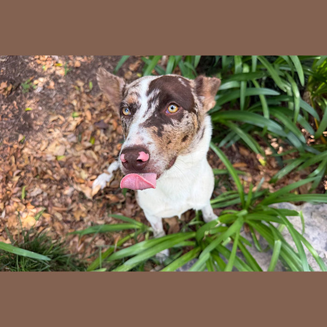 Photo of Sweetheart