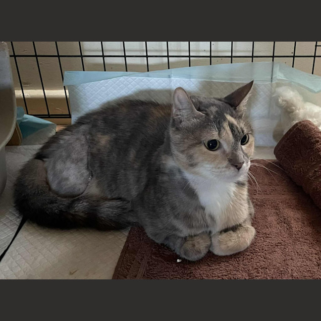 Photo of Gentleheart (Gingerbread)