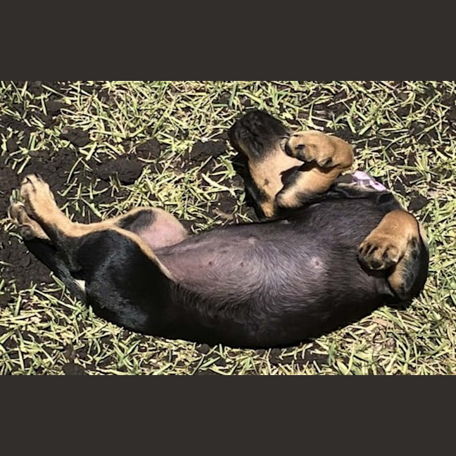 Photo of Mabel, Pug X Dachshund X French Bulldog Puppy