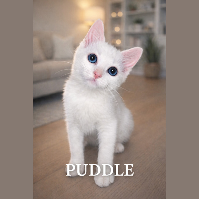 Photo of Puddle