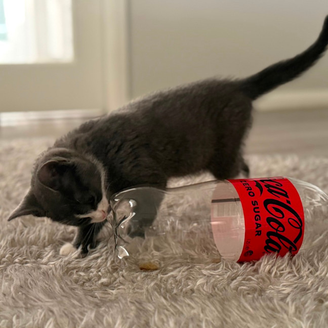 Photo of Ziggy 💙🧶