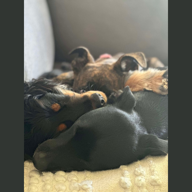 Photo of Lola