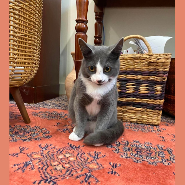 Photo of Jinx