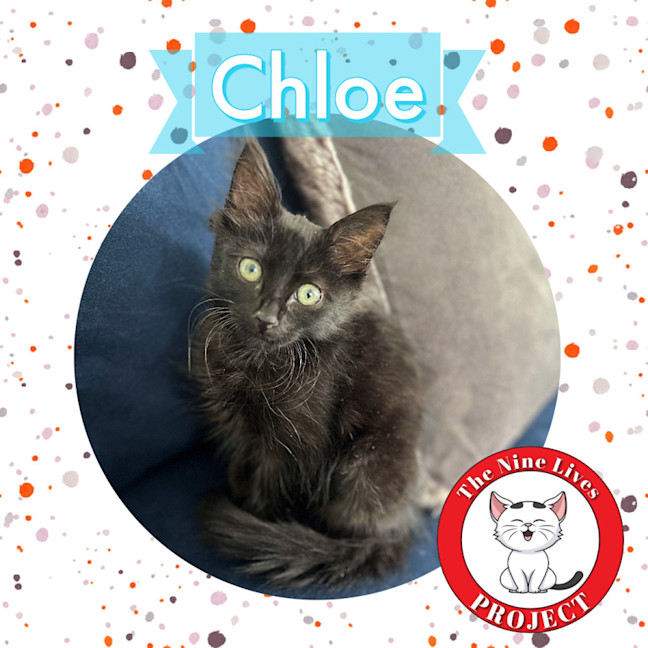 Photo of Chloe *9 Lives Project Rescue*