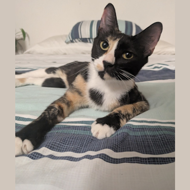 Photo of Dotti