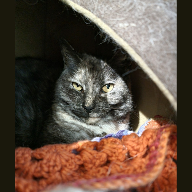 Photo of Dolly