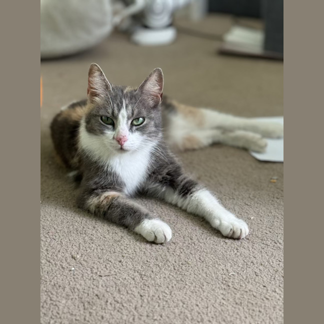 Photo of Lola   2 Year Old Manx X Dsh Dilute Calico