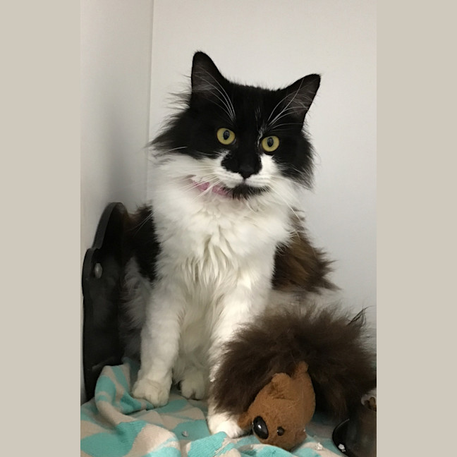 Photo of Marshmellow