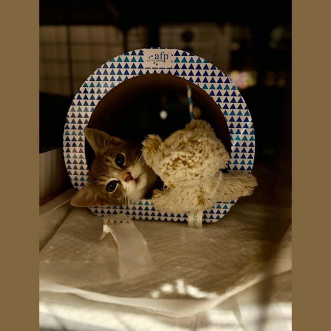 Photo of Pocket