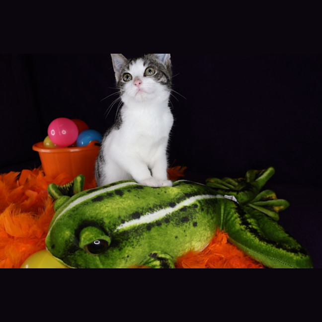 Photo of Thimble