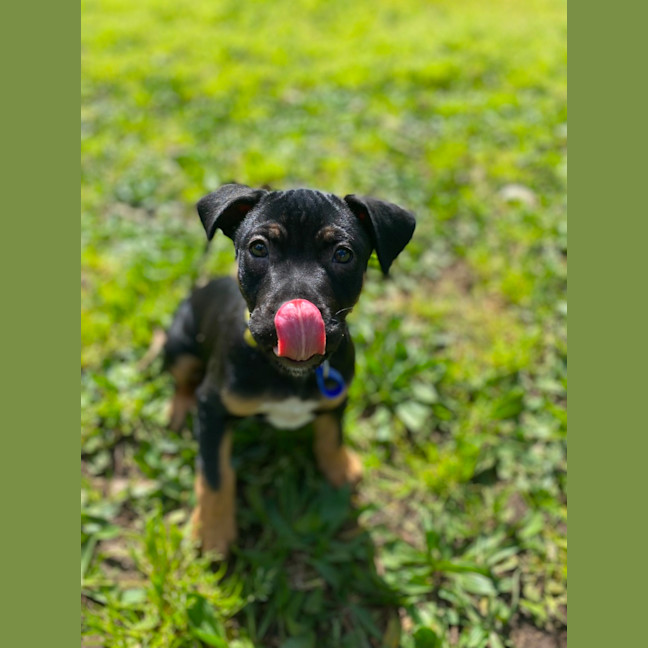 Photo of Onyx   12 Week Old Staffy X