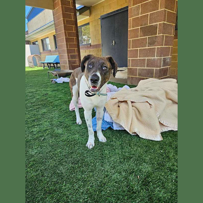 Photo of Atlas